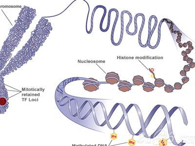 全球表观遗传学市场年复合增长率将达19.3%